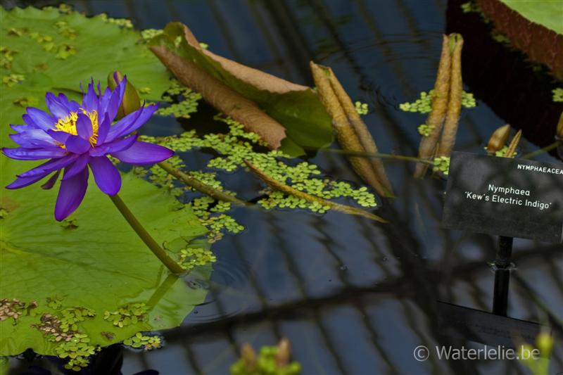 N. 'Kew's Electric Indigo'